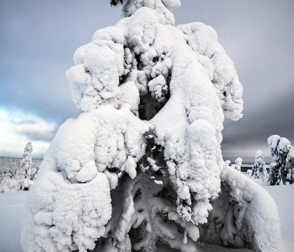 Quando a temperature estreme la neve ghiaccia sulle abetaie, gli alberi perdono le loro sembianze e diventano esseri di un altro mondo.
