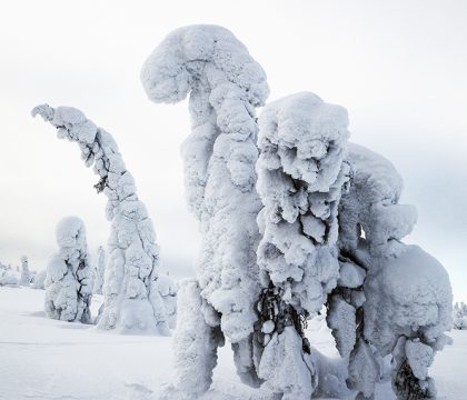 Ogni albero che si trasforma nel morsa del ghiaccio offre spunti diversi al fotografo